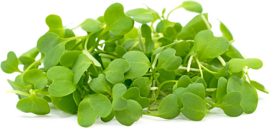 Leaf Wasabi Baby