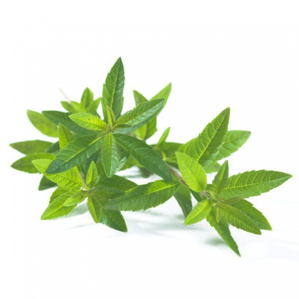 Lemon Verbena