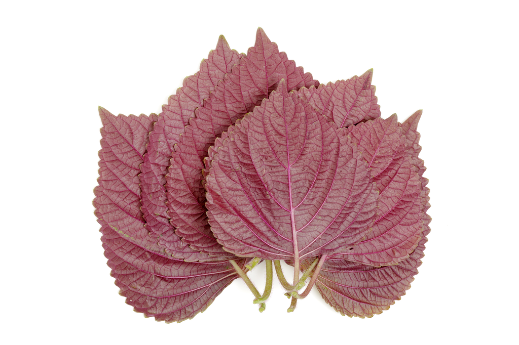 Shiso Picked kg