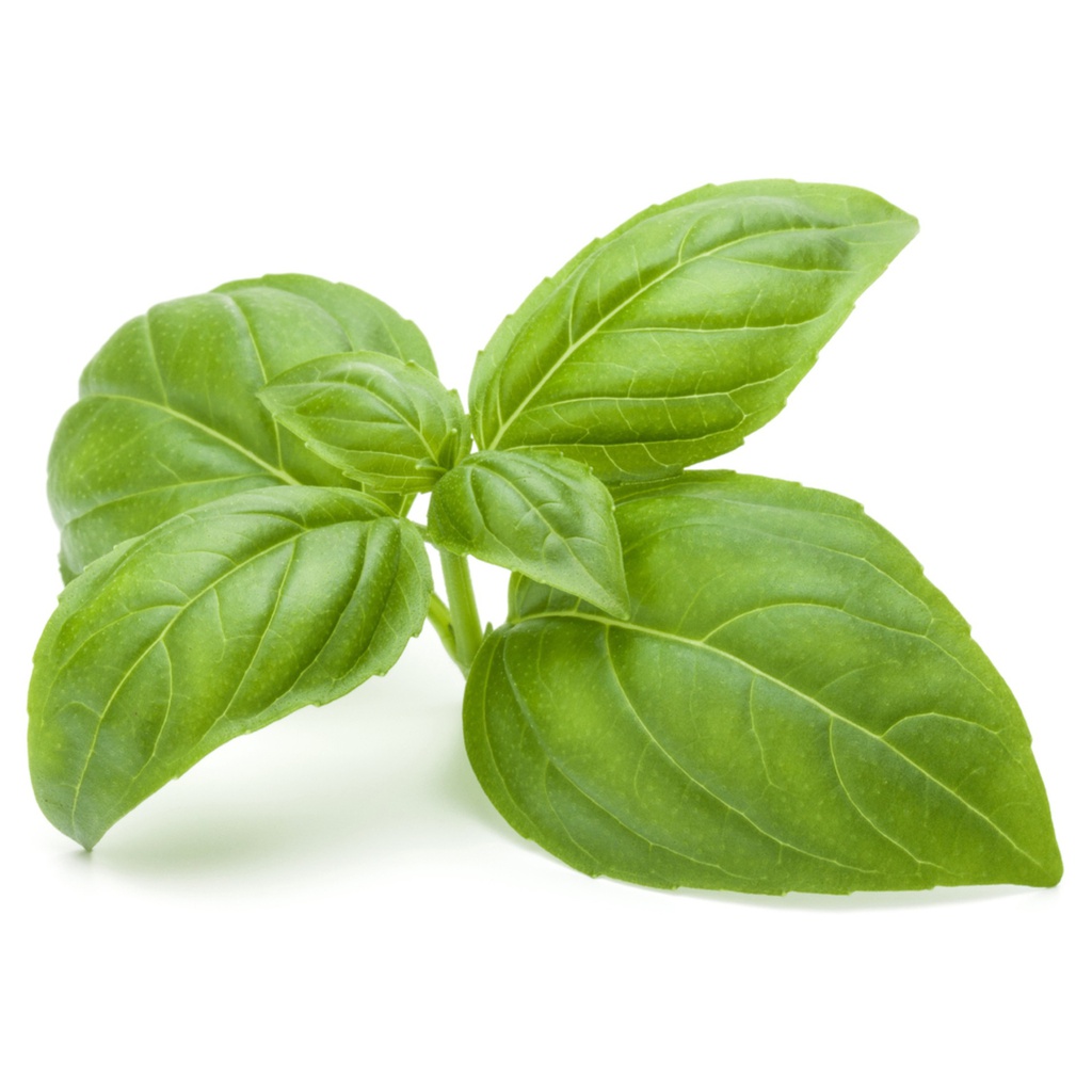 Basil Picked 150gm